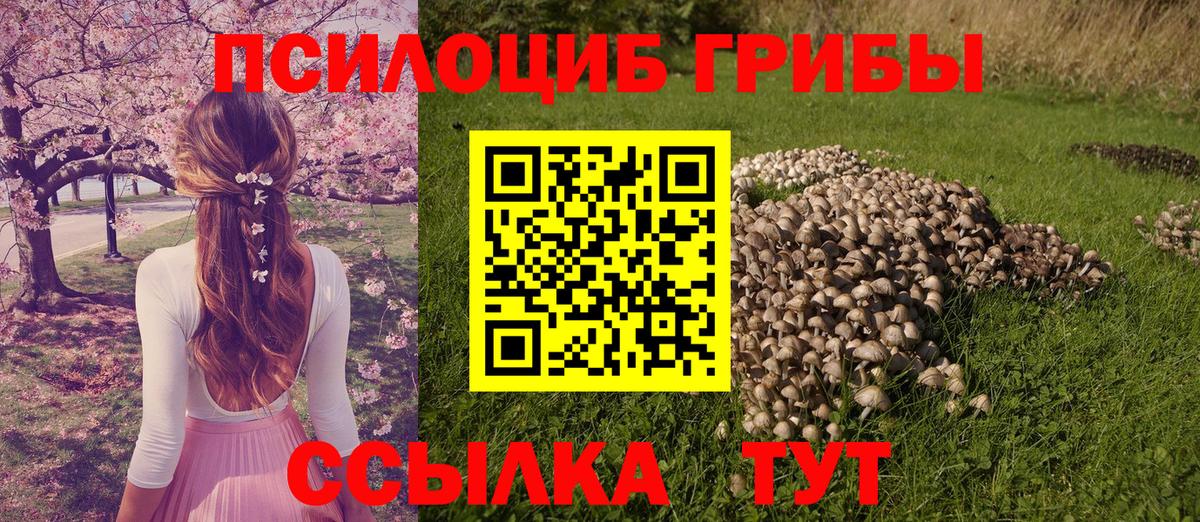 Псилоцибиновые грибы Psilocybe Ярославль